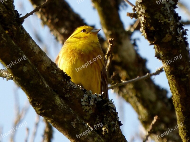 Yellowhammer Birds Yellow Bird Tree Branch