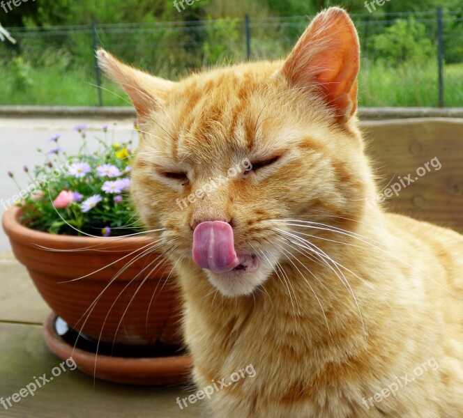 Cat Cats Pet Licking Free Photos