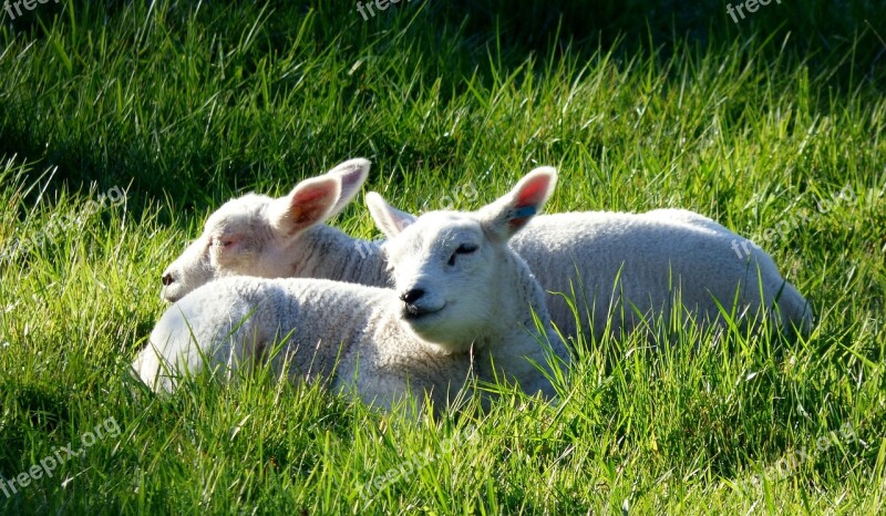 Lambs Animals Pasture Grass Spring