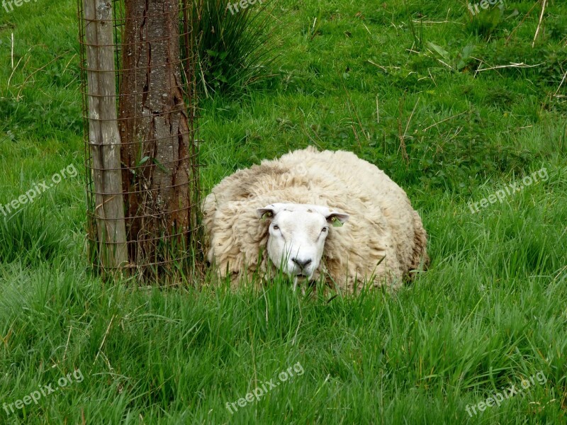 Sheep Animal Pasture Grass Free Photos