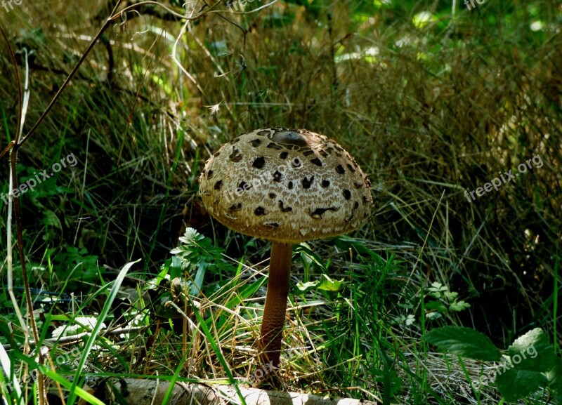 Mushroom Autumn Brown Mushroom Dotty Free Photos