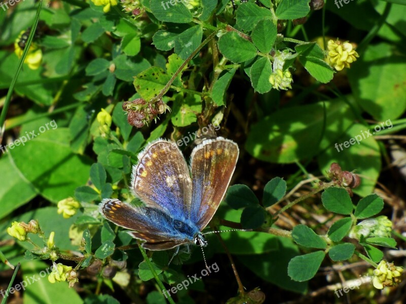 Butterfly Blue Butterfly Bug Free Photos