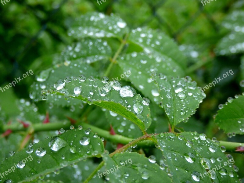 Raindrops Leaves Rain Nature Free Photos