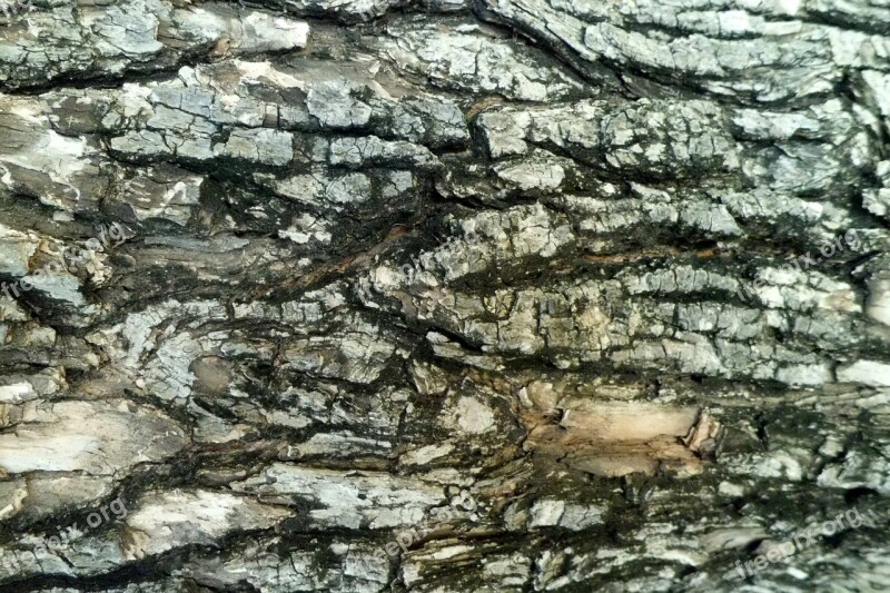 Tree Bark Cracks Nature Texture Free Photos