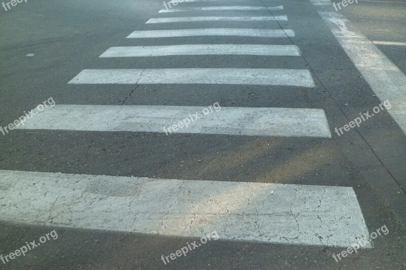 Traffic Signal Zebra Transit Crosswalk Free Photos