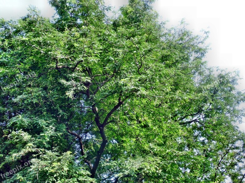 Tamarind Tree Nature Green Fresh