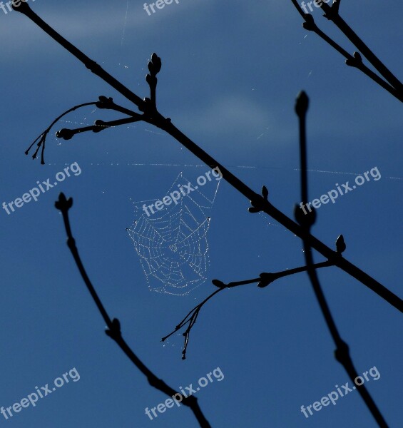 Spider Web Dew Blue Sky Free Photos