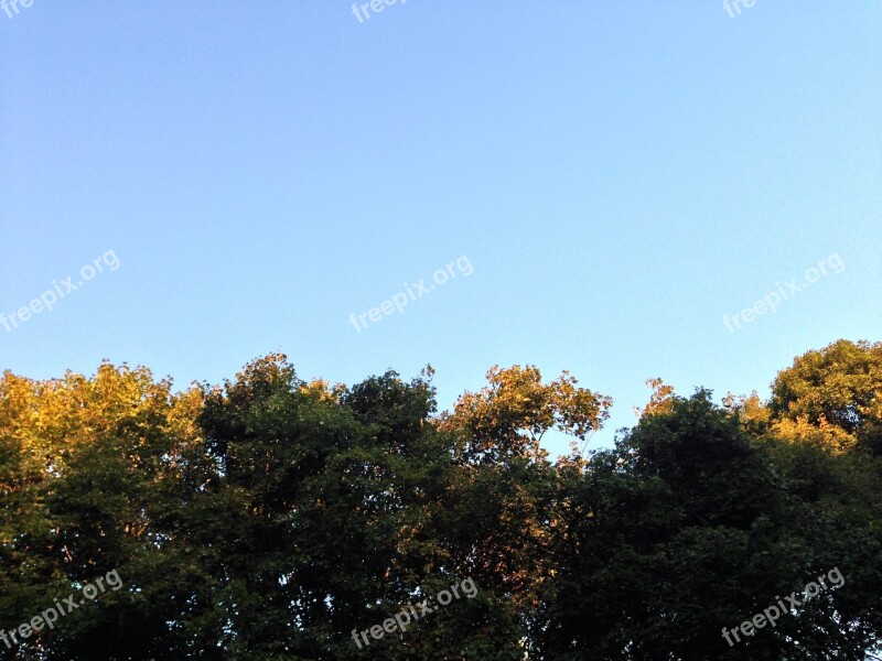 Forest Trees Landscape Day Nature