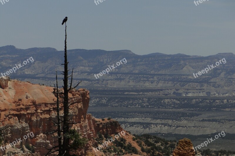 Bryce Canyon Bird Wildlife National Park