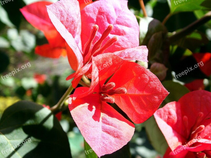 Red Flower Flower Flowers Garden Nature