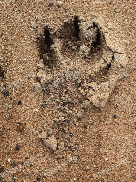 Track Dog Paw Paw Print Sand Paw