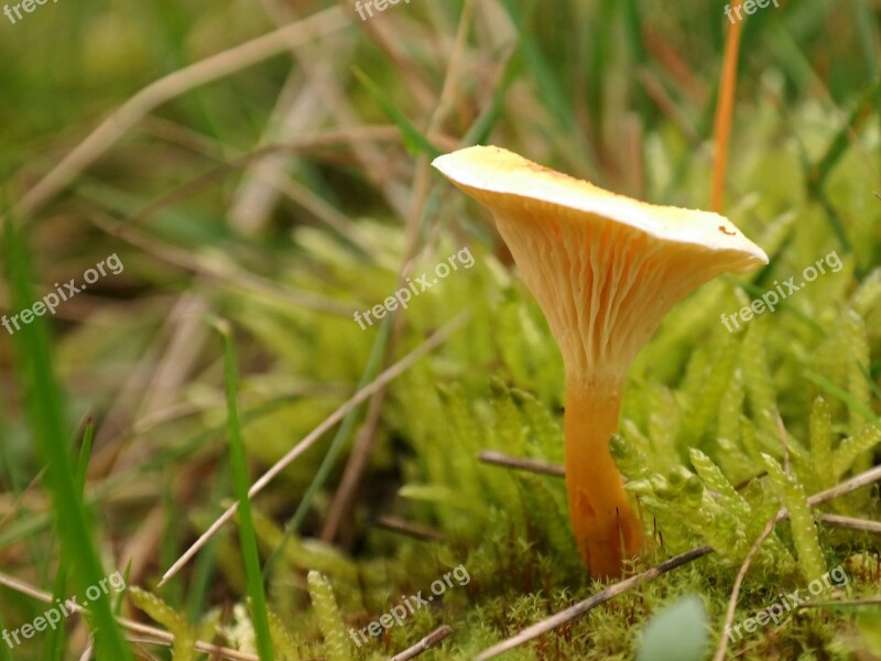 False Chanterelle Mushroom Yellow Orange Lamellar Moss