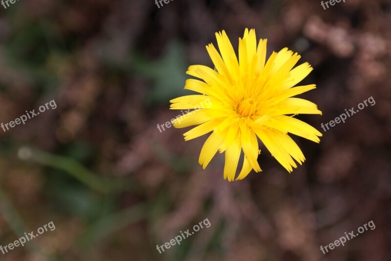 Reported Hawksbeard Blossom Bloom Yellow Bloom