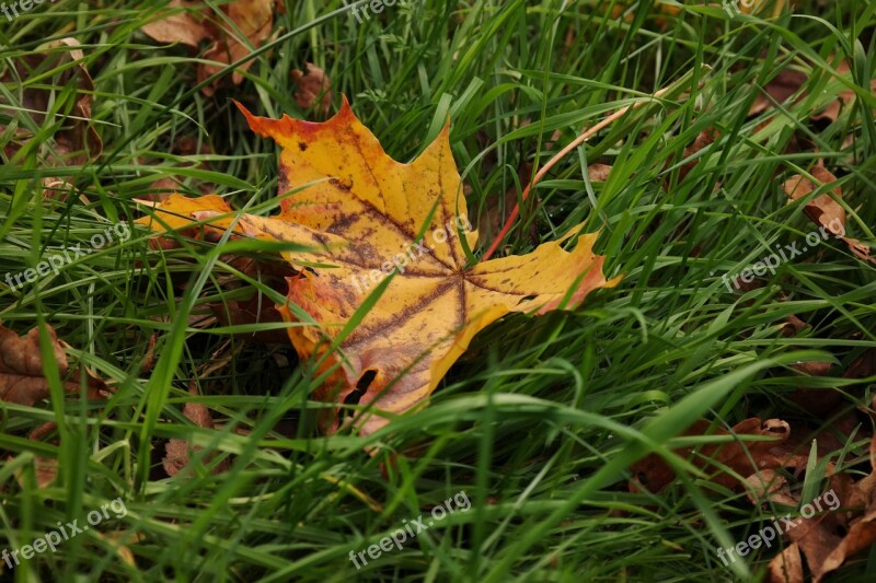 Leaf Maple Meadow Maple Leaf Yellow