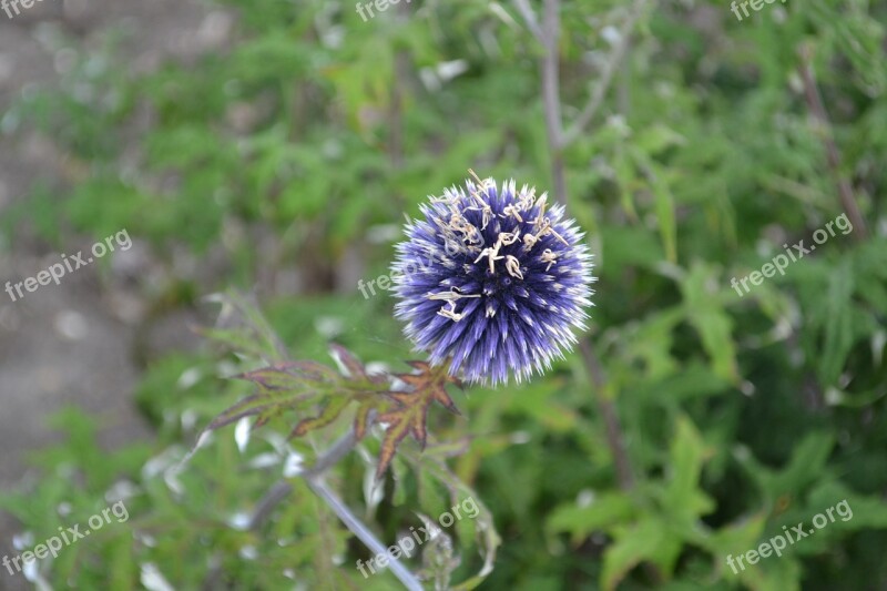 Thistle Scotch Plant Free Photos