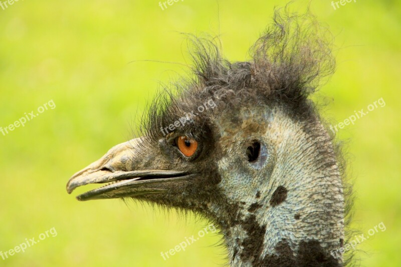 Bouquet Bird Animals Ostrich Farm Creature