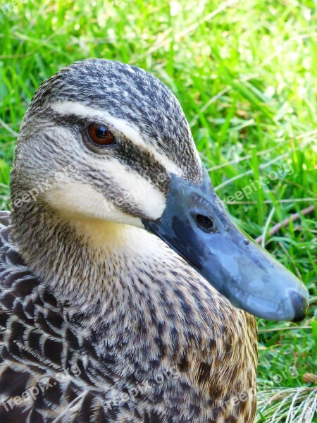 Duck Mallard Female Beak Animal