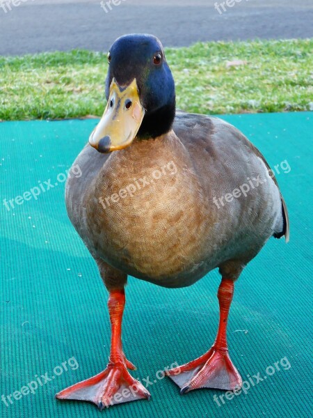 Duck Mallard Male Animal Waterbird