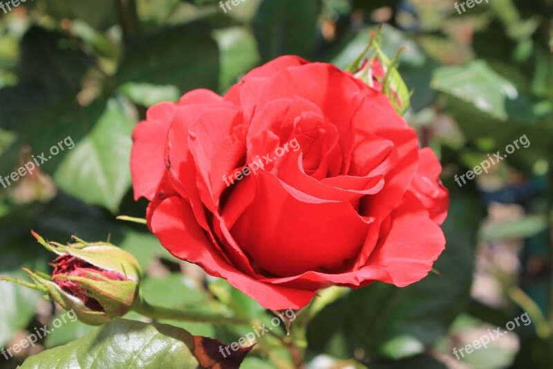 Rosa Red Petals Garden Nature