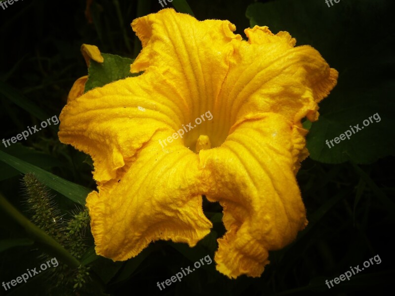 Pumpkin Flower Yellow Macro Nature Yellow Flower