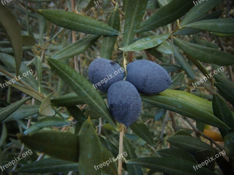 Olive Olives Vegetable Field Oil