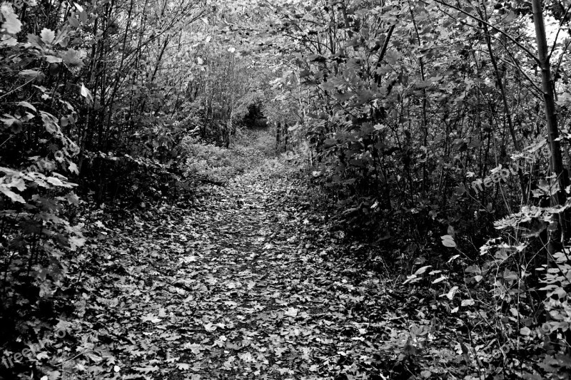 Forest Away Glade Forest Path Hiking