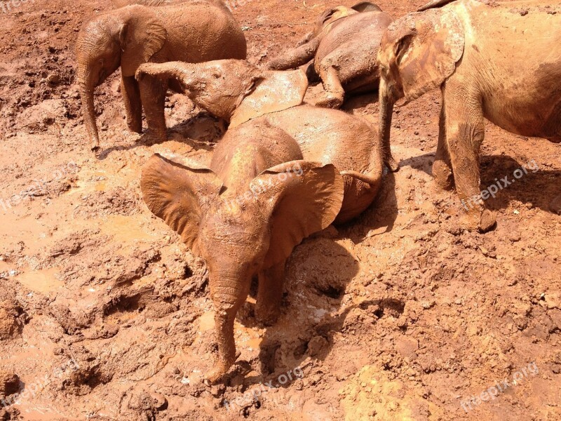 Elephants Mud Kenya Africa Free Photos