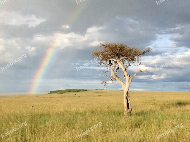 Tree Rainbow Savannah Africa Free Photos