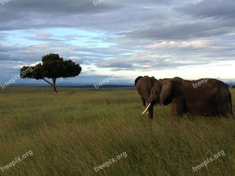 Elephants Tree Kenya Free Photos