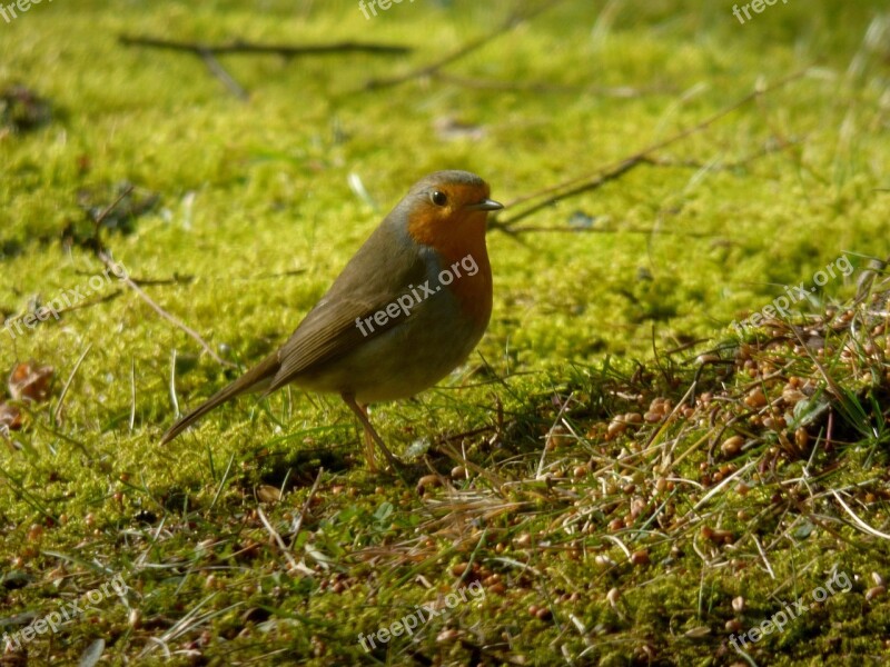 Robin Bird Nature Grass Free Photos