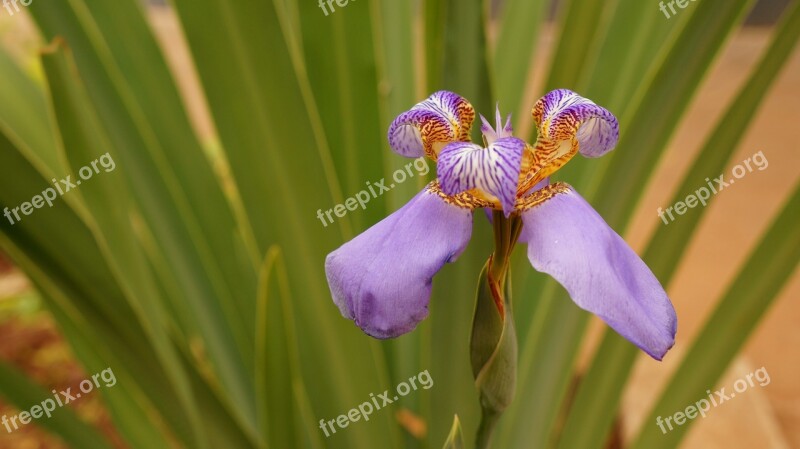 Orquidea Flower Plant Spring Free Photos