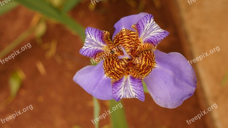 Orquideas Flower Purple Plant Spring