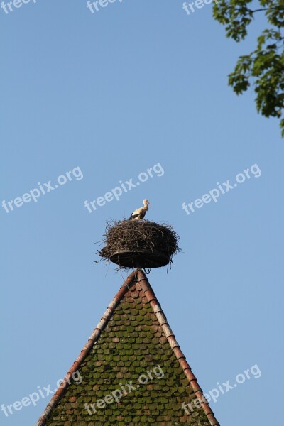 Stork Nest Storchennest Storks Breed