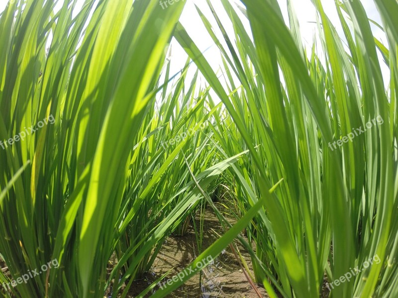 Reed Grass Green Nature Meadow