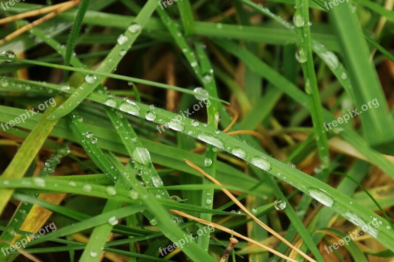 Meadow Grass Blade Of Grass Drip Rain