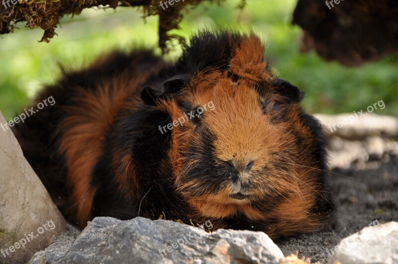 Guinea Pig Rosette Brindle Rodents Nature