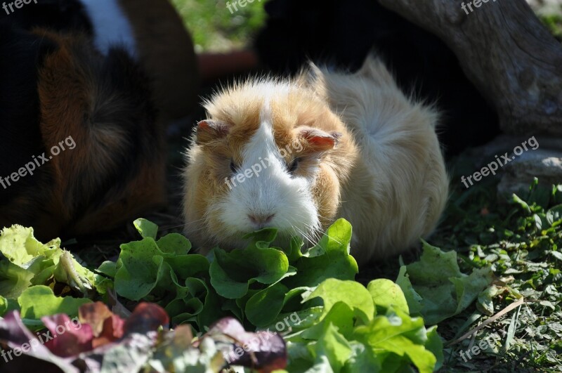 Guinea Pig Salad Eat Rosette Rodent