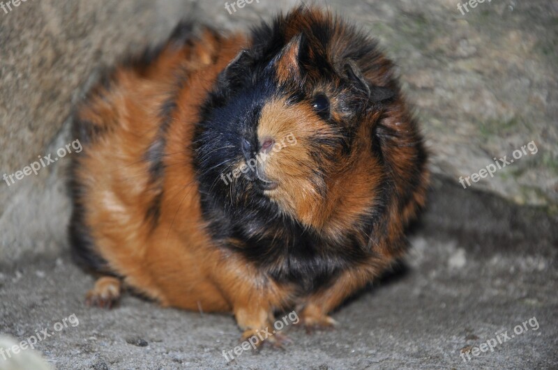 Guinea Pig Animals Rodent Rosette Brindle