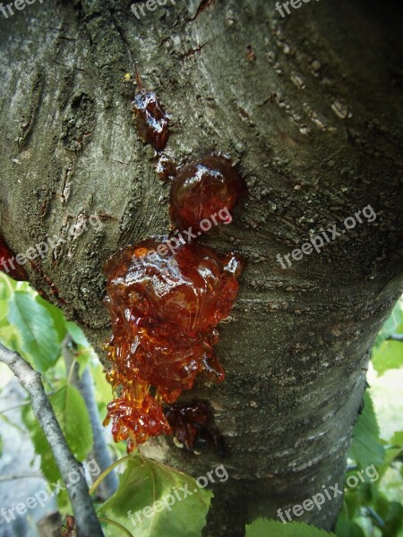 Tree Resin Bark Nature Field