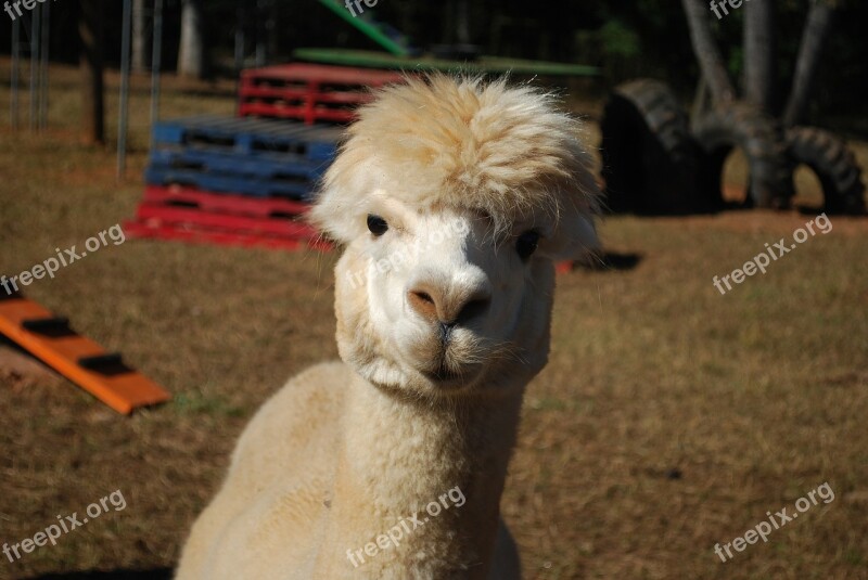 Alpaca Farm Animal White Free Photos