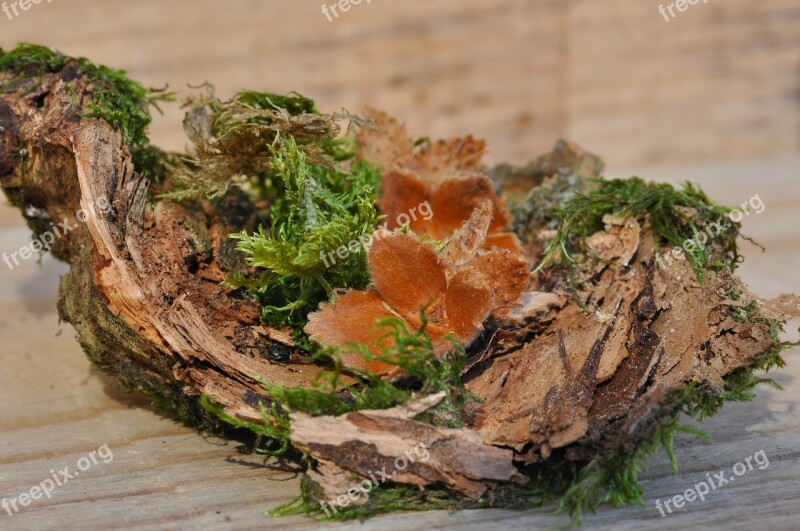 Beech Nuts Wood Moss Bark Deco