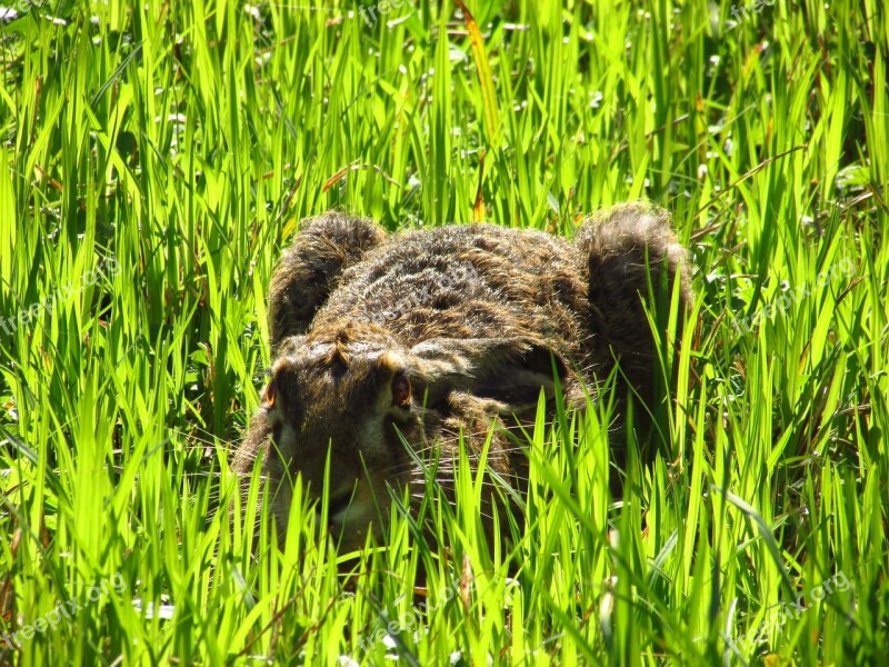 Hare Green Grass Animal Green Grass