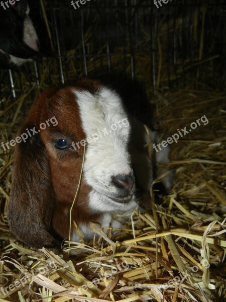 Goat Boer Goat Kůzlátko Kid Mammal