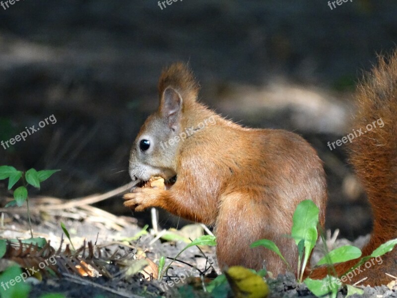 The Squirrel Park Autumn Animal Ruda