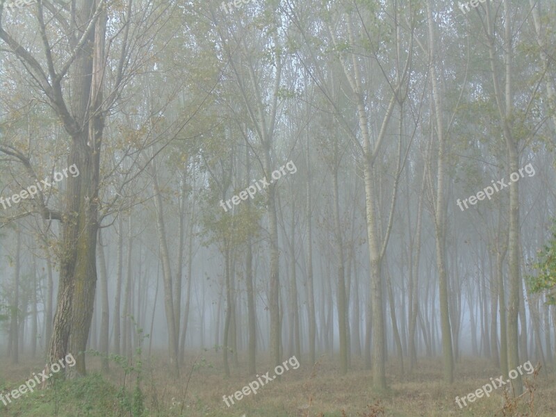 Forest Trees In The Morning Fog Late Autumn