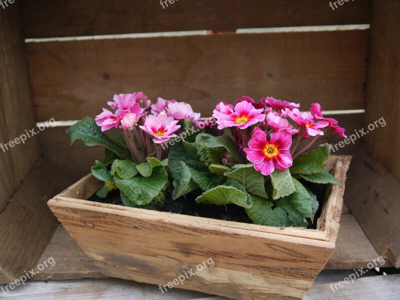 Primroses Flower-box Spring Pin Flower