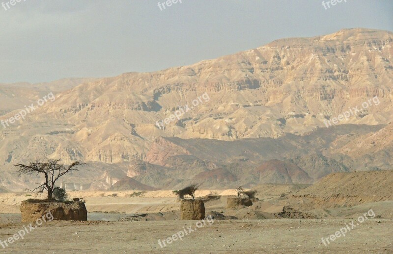 Desert Israel Trees Landscape Dry