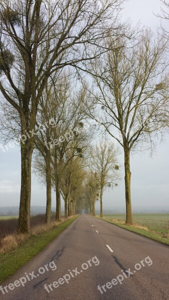 Road Alley Trees Journey Travel