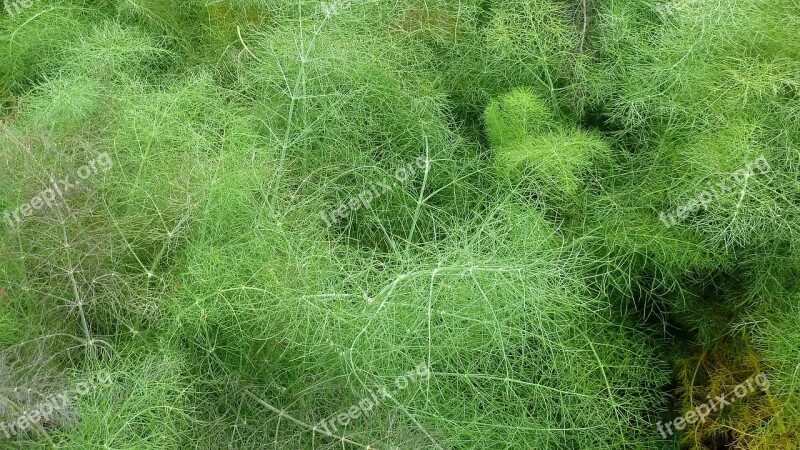 Dill Herbs Nature Plant Green