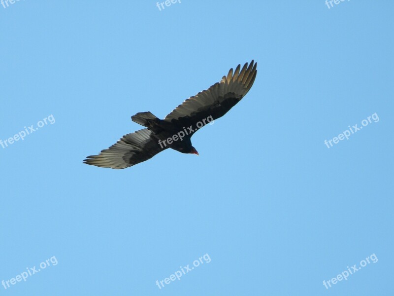 Birds Wings Flight Flying Nature